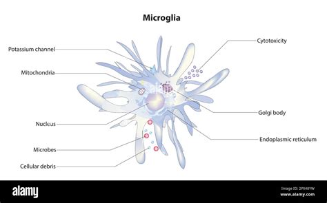 illustrazione di cellule microgliali nel cervello