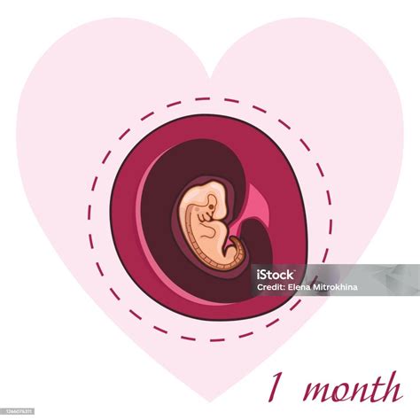 Illustrazione stilizzata del viaggio di un feto nel grembo materno