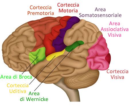 Diagramma cerebrale che evidenzia le aree potenzialmente coinvolte nella pedofilia