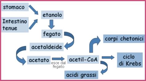Diagramma del metabolismo epatico di farmaci e alcol