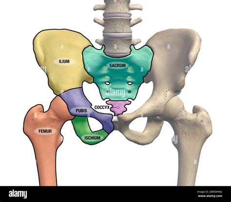 Schema anatomico dell'articolazione dell'anca