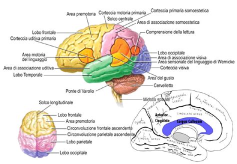 Immagine di un cervello umano con aree cerebrali evidenziate, associate a diverse funzioni cognitive