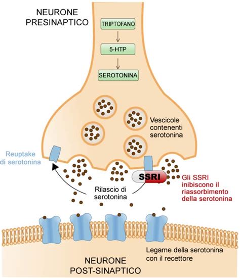 Schema di un neurone con recettori per serotonina e noradrenalina