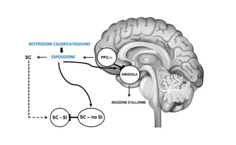Illustrazione di un corpo in modalità di sopravvivenza durante la restrizione calorica
