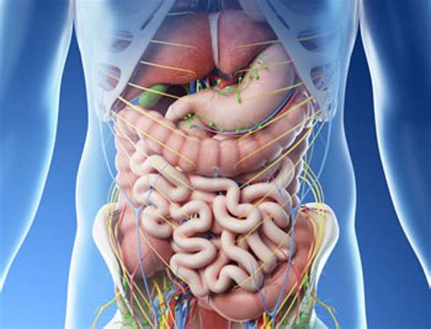 Anatomia dell'addome con evidenziati gli organi dell'ipocondrio destro