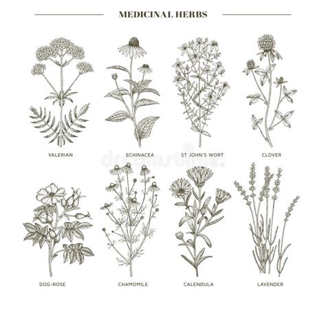 Illustrazione di diverse erbe medicinali, tra cui valeriana, melissa e passiflora