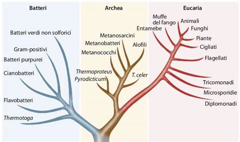 Diagramma che illustra i tre domini del funzionamento adattivo: concettuale, sociale e pratico