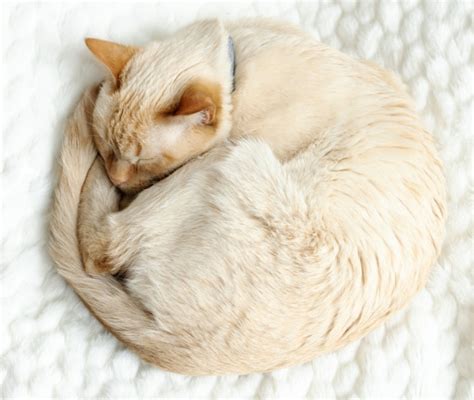 gatto che dorme raggomitolato
