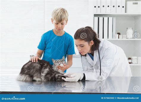 veterinario che esamina un gatto