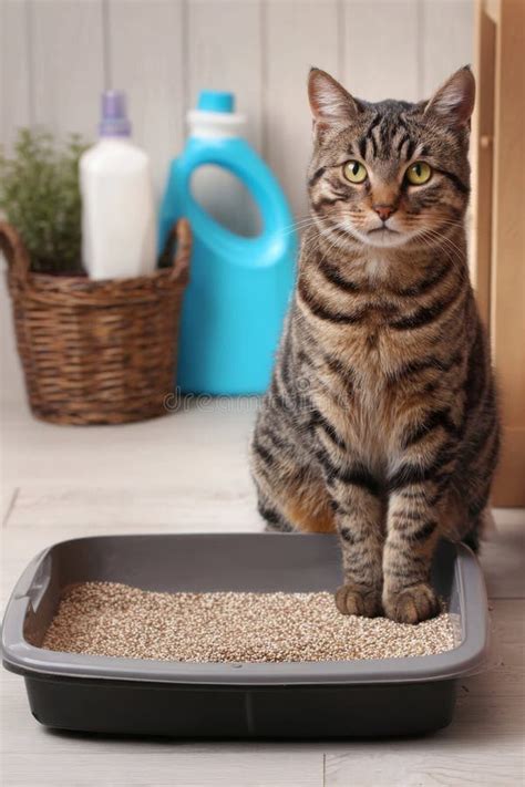 gatto che usa la lettiera