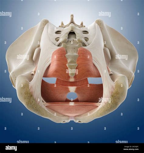 Rappresentazione anatomica dei muscoli del pavimento pelvico