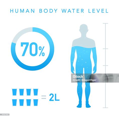 diagramma del cervello umano con evidenziata la percentuale di acqua