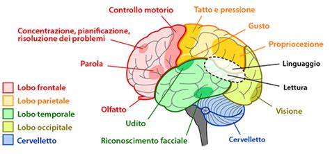 Diagramma che illustra le aree cerebrali coinvolte nella lettura.