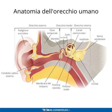Schema anatomico dell'orecchio interno e del sistema vestibolare