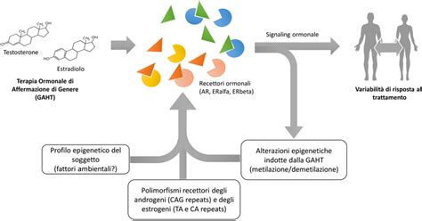 Rappresentazione schematica del metabolismo epatico di Xanax e l'influenza degli inibitori/induttori del CYP3A4