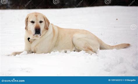Labrador Retriever che gioca felice all'aperto