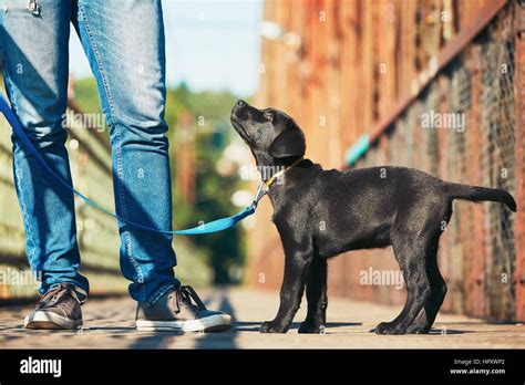 Passeggiata con un Labrador al guinzaglio ben gestito