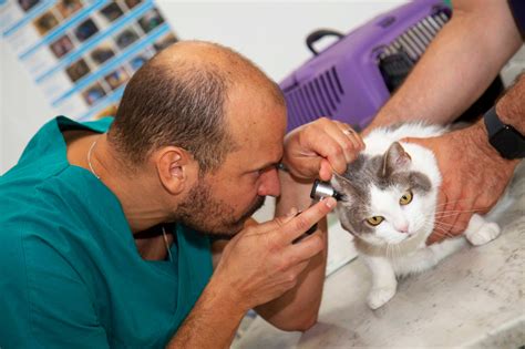 Medico Veterinario che visita un cane in studio