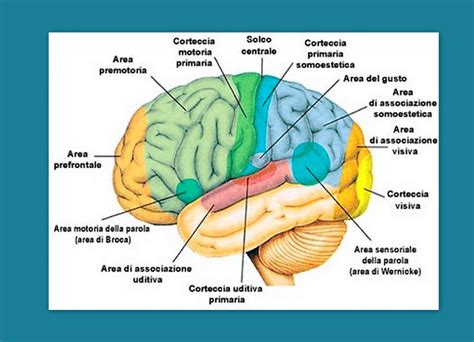 Schema del cervello che mostra la corteccia prefrontale e le strutture sottocorticali