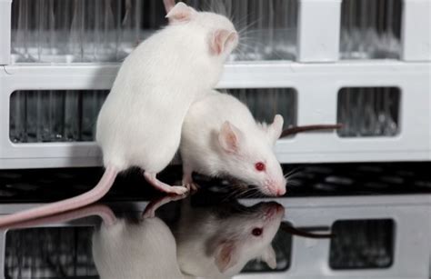 Topi in un laboratorio