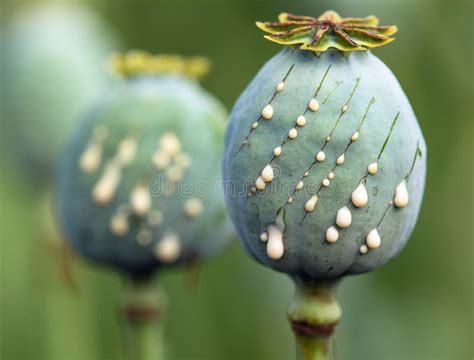 Papavero da oppio (Papaver somniferum)