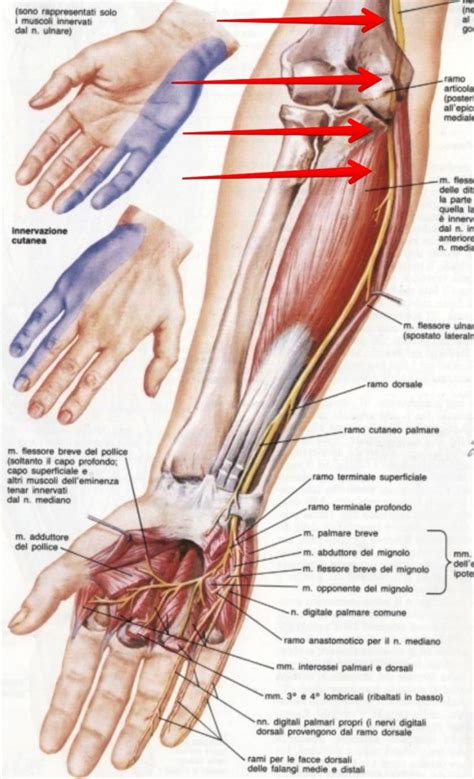 Anatomia del gomito con enfasi sul nervo ulnare