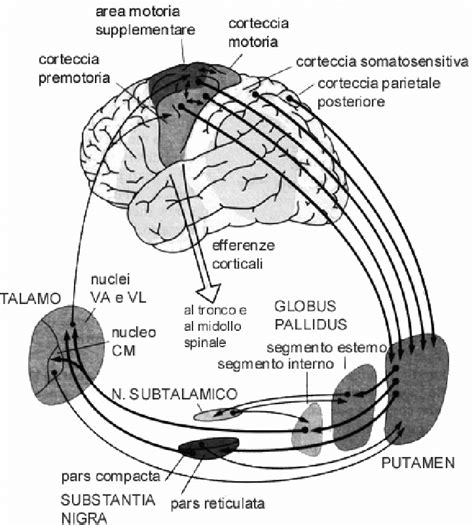 Diagramma del circuito cortico-striato-talamo-corticale (CSTC) e sue implicazioni nel DOC