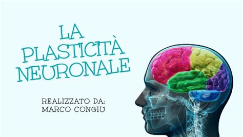 Illustrazione che rappresenta la plasticità cerebrale come un percorso di modificazione