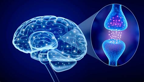 Diagramma dei neurotrasmettitori nel cervello