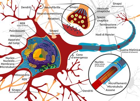 Grafico che illustra il concetto di plasticità neuronale
