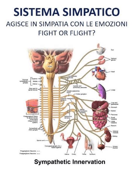 Diagramma che illustra la connessione tra sistema nervoso simpatico, ormoni dello stress e sintomi gastrointestinali