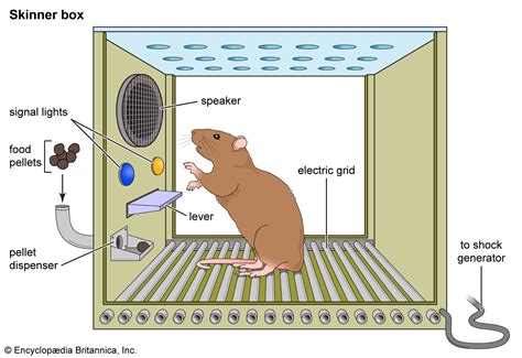 Schema di una Skinner Box