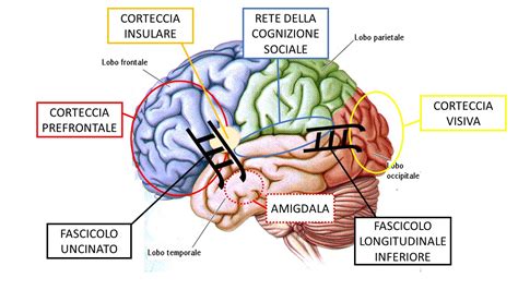 Diagramma del cervello umano che evidenzia le aree legate alle emozioni