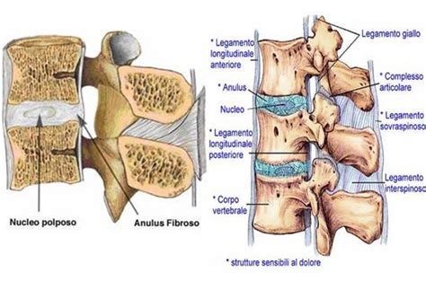 Diagramma della colonna vertebrale cervicale con evidenziate le articolazioni intervertebrali.