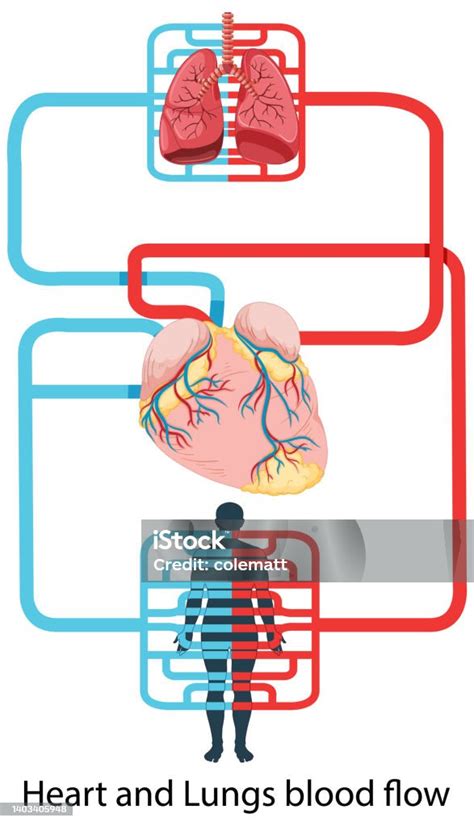 Diagramma che illustra il flusso sanguigno verso l'intestino