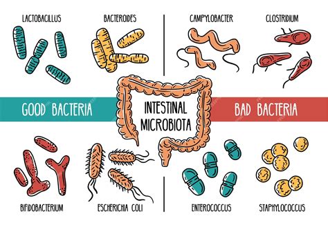 Illustrazione del microbiota intestinale con batteri buoni e cattivi