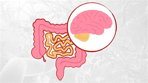 Illustrazione dell'asse intestino-cervello con frecce che indicano la comunicazione bidirezionale