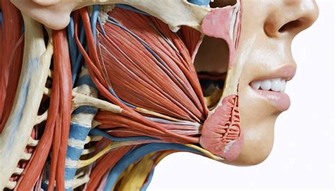 Diagramma del corpo umano che evidenzia la gola come punto di passaggio tra testa e torso.