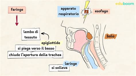 Illustrazione stilizzata della faringe come un crocevia tra diversi canali corporei.