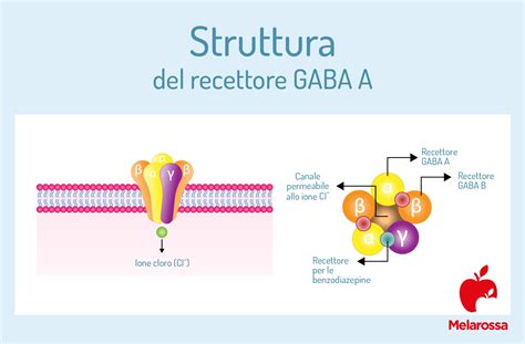 Schema del meccanismo d'azione del Lorazepam sul recettore GABA-A