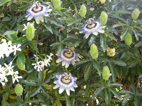 Pianta di Passiflora