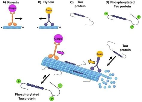 Rappresentazione schematica della proteina tau e del suo ruolo nei neuroni