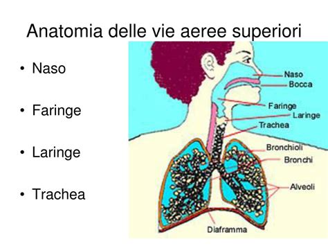 Diagramma che illustra l'anatomia delle vie aeree superiori e il collasso durante l'apnea notturna