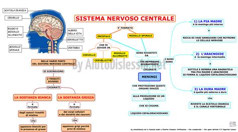 Schema del sistema nervoso centrale con evidenziati i neurotrasmettitori