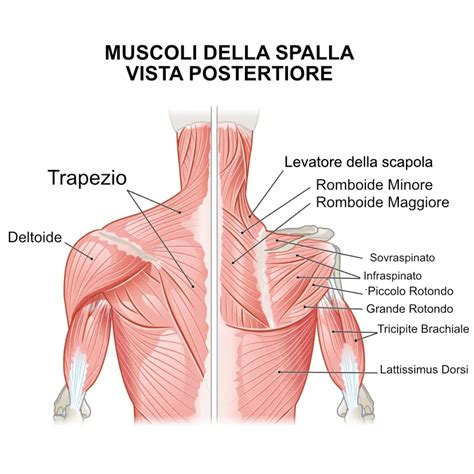 Diagramma dei muscoli del collo e delle spalle