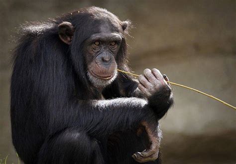 Immagine di uno scimpanzé che osserva il proprio riflesso in uno specchio, un esperimento classico nello studio dell'autoconsapevolezza animale.