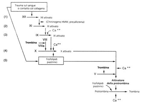 Diagramma del processo di coagulazione del sangue