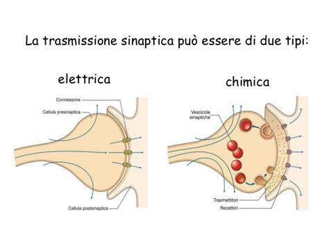 Schema che illustra la trasmissione sinaptica nel cervello
