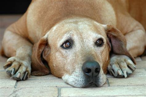 cane con espressione triste