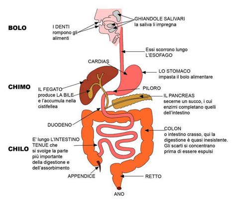 Schema dell'apparato digerente umano